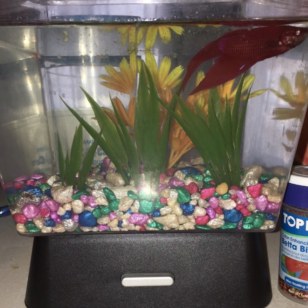 Light up fish tank